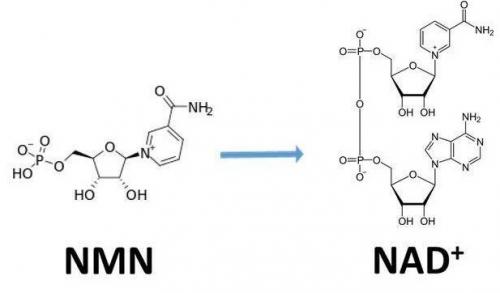 從生物學(xué)角度看NMN:為何能延緩衰老和提高免疫力？