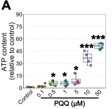 PQQ給藥對(duì)體外ATP的影響