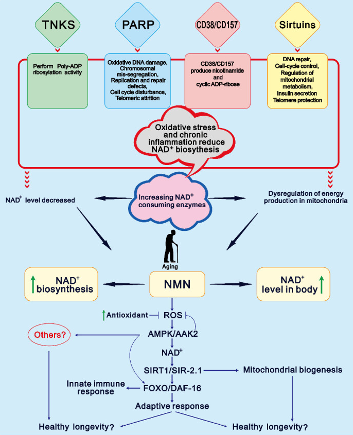 NMN介導(dǎo)長(zhǎng)壽的假設(shè)模型以及NAD+水平隨年齡下降的主要原因