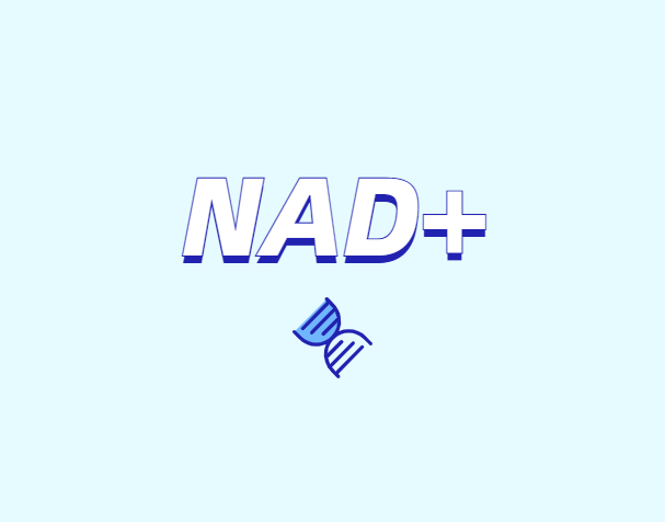 選擇NMN還是NR？
