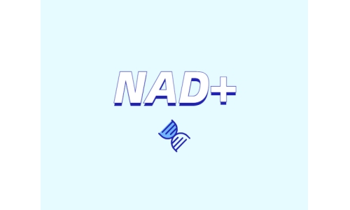 NAD+ 對身體有什么作用？如何獲取 NAD+？